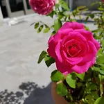 Stella Maggiore לינה וארוחת בוקר