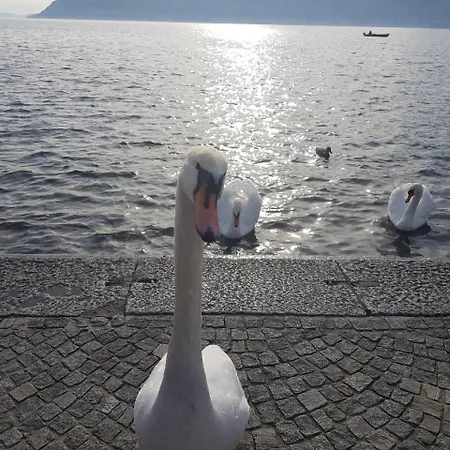 Stella Maggiore Verbania