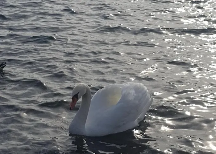 فندق مبيت وإفطار Stella Maggiore 3*